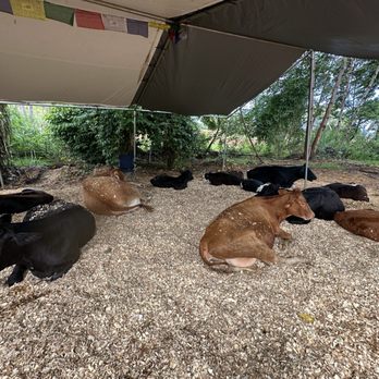 Krishna Cow Sanctuary - all the cows - Animal Physical Therapy Near Me