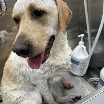 Fergie’s Paw Spa - My 105 lb lab getting the "shed-less" treatment! Highly recommend for your hairy babies. - Pet Groomers Near Me Fergie’s Paw Spa - My 105 lb lab getting the "shed-less" treatment! Highly recommend for your hairy babies. - Pet Groomers Near Me