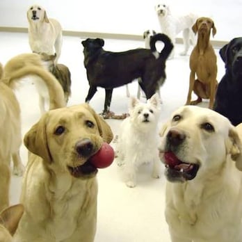 Back In the Pack Dog Daycare - Pet Sitting Near Me - Calgary, Alberta Back In the Pack Dog Daycare - Pet Sitting Near Me - Calgary, Alberta