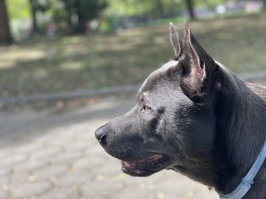 McCarren Park by null