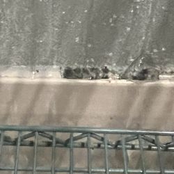 Walmart Supercenter - Mold along the base board in meat storage