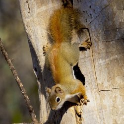 Great Bay National Wildlife Refuge - Feisty American Red Squirrels all along the trail
