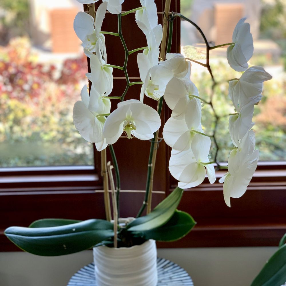 Gallup & Stribling Orchids - Nurseries & Gardening Near Me - Carpinteria, California Gallup & Stribling Orchids - Nurseries & Gardening Near Me - Carpinteria, California