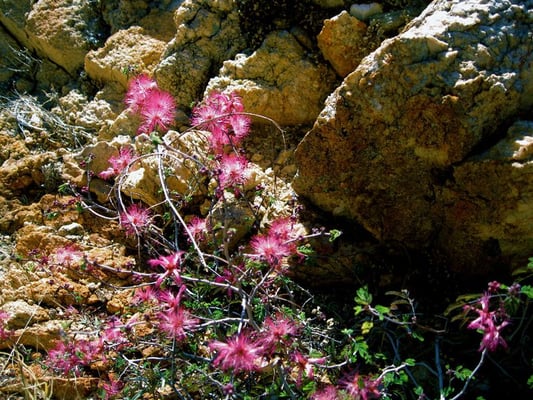 Catalina State Park by null
