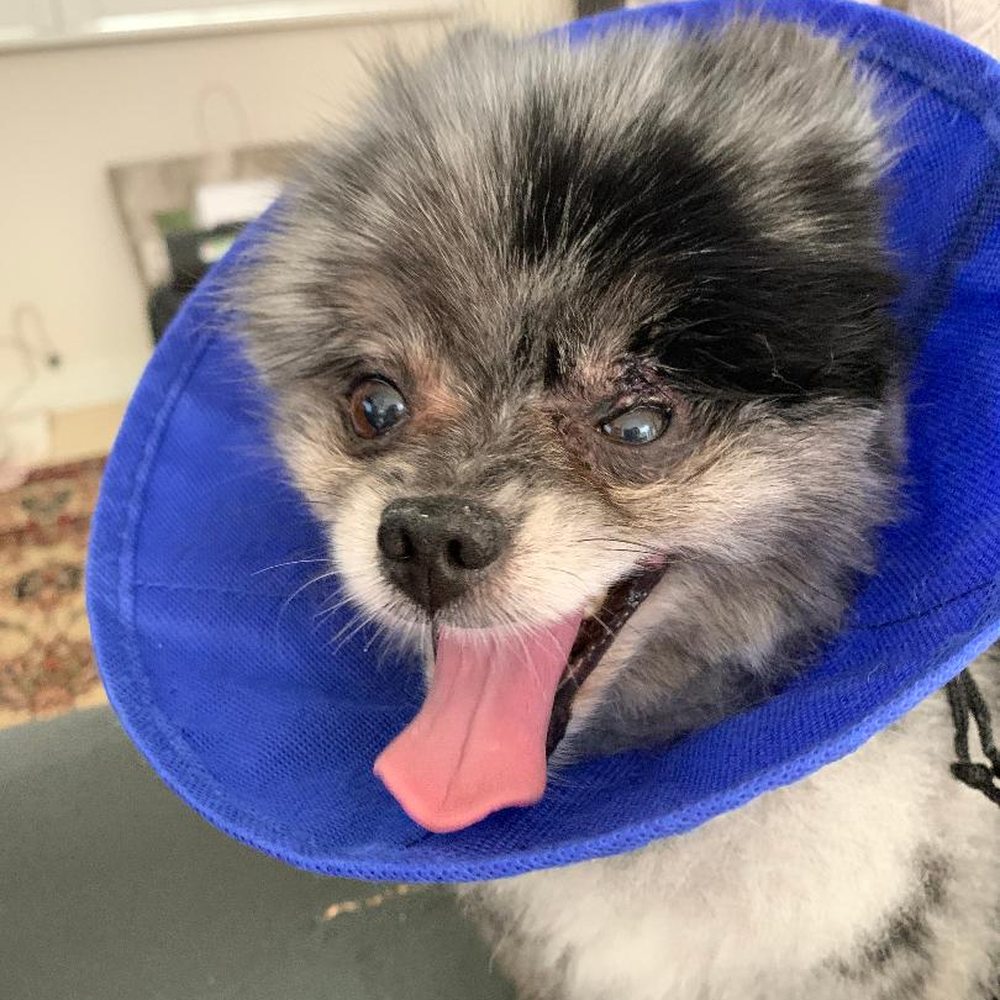 Veterinary Eye Clinic - 7/31 12:00 p.m. returning from botched surgery - Veterinarians Near Me - Calabasas, California