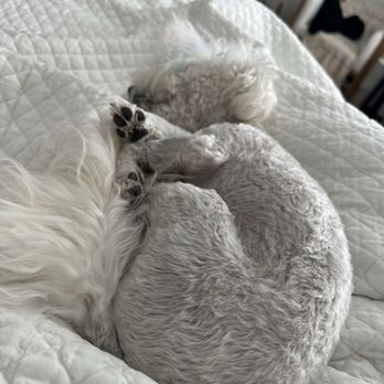 Dogue Spa - Photo of the day after pick up. She was so depressed for days. Not her self - Pet Groomers Near Me - West Hollywood, California Dogue Spa - Photo of the day after pick up. She was so depressed for days. Not her self - Pet Groomers Near Me - West Hollywood, California