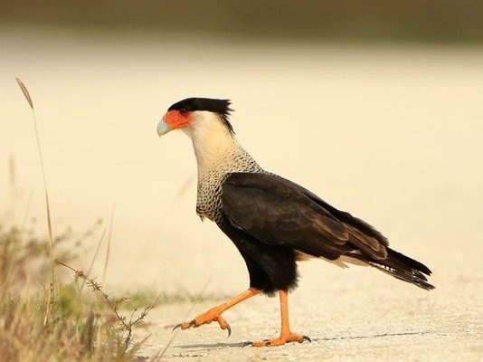 Kissimmee Prairie Preserve State Park by null