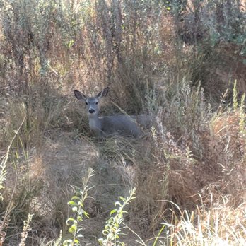 Effie Yeaw Nature Center - Staying out of me heat along meadow trail - Visitor Centers Near Me - Carmichael, California