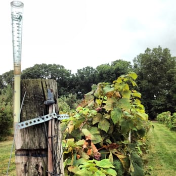 Nichols Farm & Orchard - Grape vines - Farmers Market Near Me - Marengo, Illinois Nichols Farm & Orchard - Grape vines - Farmers Market Near Me - Marengo, Illinois
