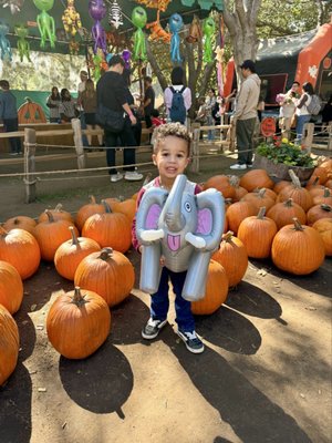 Irvine Regional Park by null