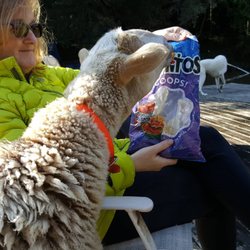 Devil's Gulch Ranch - Archie loves Doritos