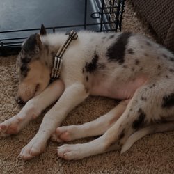 Aspen Collies - Sleeping after our 5 year old wore him out.
