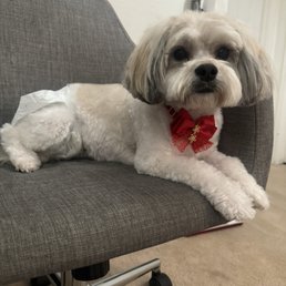 Freshly groomed Mochi. Very satisfied. Freshly groomed Mochi. Very satisfied.