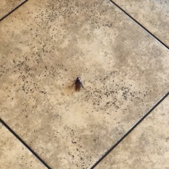 Barro's Pizza - After eating a number 4 lunch special meal this lovely half dollar sized roach greeted at the edge of my booth. - Pizza Near Me - Chandler, Arizona Barro's Pizza - After eating a number 4 lunch special meal this lovely half dollar sized roach greeted at the edge of my booth. - Pizza Near Me - Chandler, Arizona