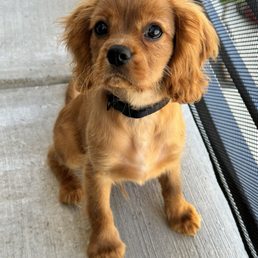 Cavalier King Charles purchased from World Class Cavaliers in Hollywood, Florida