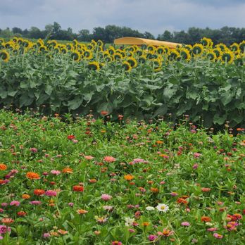 Eckharts Farm - Zinnias and Sunflowers - Grocery Near Me - Belleville, Illinois Eckharts Farm - Zinnias and Sunflowers - Grocery Near Me - Belleville, Illinois