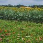 Eckharts Farm