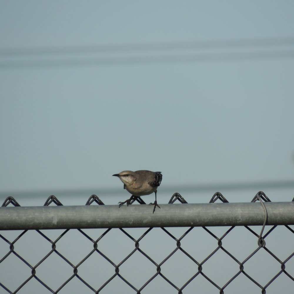 Tanzanite Park - Mockingbird pre-launch - Parks Near Me - Sacramento, California Tanzanite Park - Mockingbird pre-launch - Parks Near Me - Sacramento, California