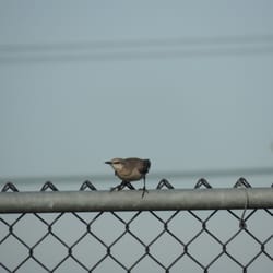 Tanzanite Park - Mockingbird pre-launch