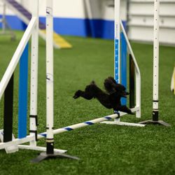 Bratty Paws Dog Plex - Our last meet at Bratty Paws