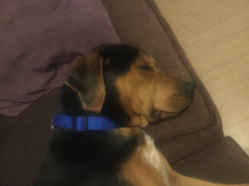 EUBANK ANIMAL CLINIC 18 Reviews 1601 Eubank Blvd NE, Albuquerque