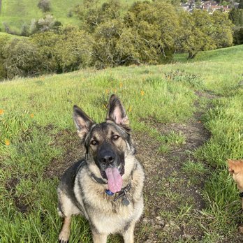 K9 Optima - My 100 lb high energy dog who loves Josh! - Pet Training Near Me - Antioch, California