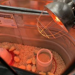 Tractor Supply - Chicks for sale at the store.