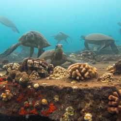 Extended Horizons Scuba - Turtle cleaning station at Mala Wharf. Thanks Gu for pointing this out!!