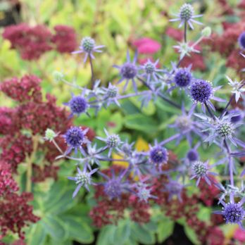 Blossom - a close up of a plant with purple flowers - Interior Design Near Me - Portland, Oregon