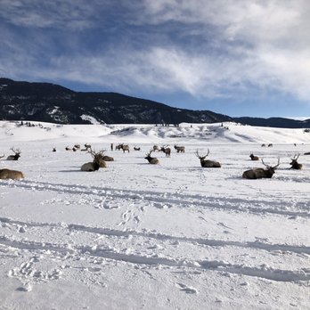 National Elk Refuge Sleigh Rides - Parks Near Me - Jackson, Wyoming National Elk Refuge Sleigh Rides - Parks Near Me - Jackson, Wyoming