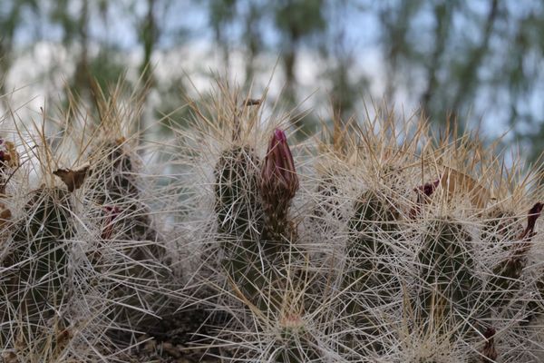 Lajitas Golf Resort by null