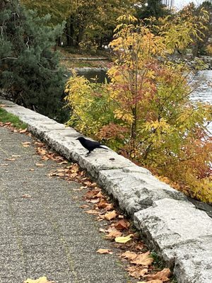 Charleson Park by null