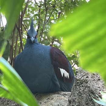 Moody Gardens - Museums Near Me - Galveston, Texas Moody Gardens - Museums Near Me - Galveston, Texas