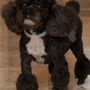 Photo of Poodle Showcase