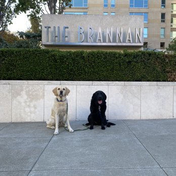 Follow My Lead - Cool Kids - Pet Boarding Near Me Follow My Lead - Cool Kids - Pet Boarding Near Me