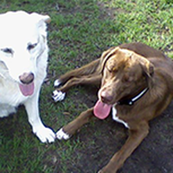 Brown's Dog Training & More