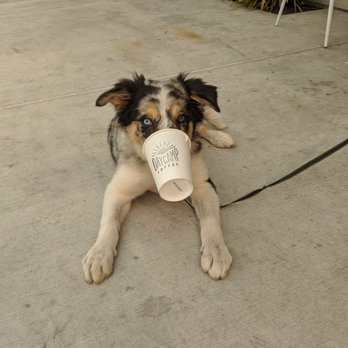 Daycamp Coffee - Puppuccino! - Coffee Roasteries Near Me - Chico, California