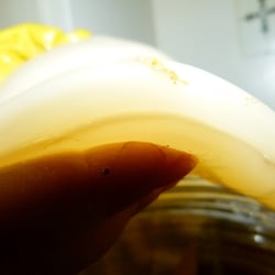 Kombucha Kamp - Get your own SCOBY (Symbiotic Culture of Bacteria and Yeast) and make your own healthy, delicious KT at home!
