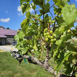 Echo Spirits On The Vine