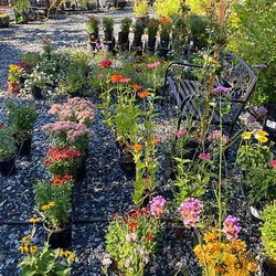 Yard Improvements Nursery