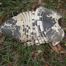 Flagler Trail North - Armadillo shell