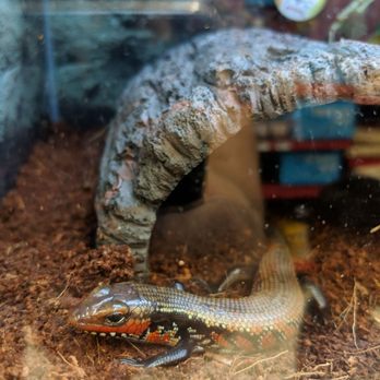 Petco - Pet Training Near Me - Ste E Harvey, Louisiana Petco - Pet Training Near Me - Ste E Harvey, Louisiana