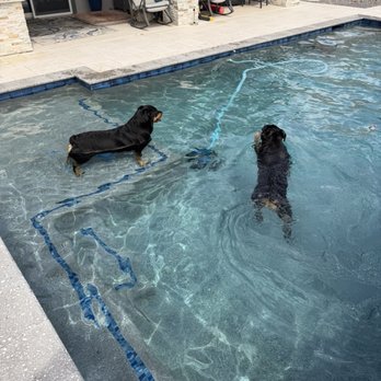 Rotten Rottie Rescue - Tyson and Mila enjoying the pool! Better than a crate! - Community Service/Non-Profit Near Me - Gilbert, Arizona Rotten Rottie Rescue - Tyson and Mila enjoying the pool! Better than a crate! - Community Service/Non-Profit Near Me - Gilbert, Arizona