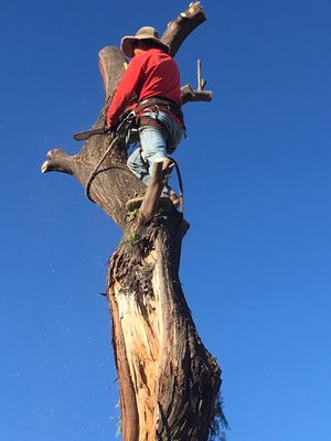 Tree Removal at Spring Landscaping - We do all sort of Tree Removal, Stump Removal, and we are able to provide a free estimate for our potential work