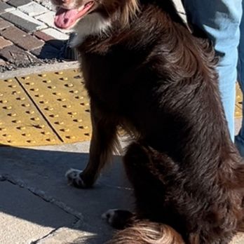 K9 Department - After completing training, Ralphie now walks calmly next to me on his leash in crowded public places and doesn't bark anymore. - Pet Training Near Me - Bushnell , Florida