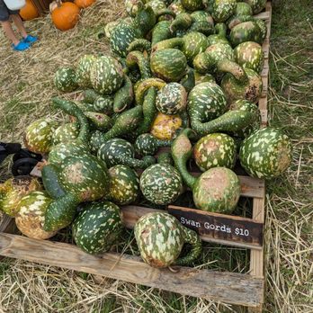 Hagerty Farms Pumpkin Patch - Gourds - Pumpkin Patches Near Me - Oviedo, Florida Hagerty Farms Pumpkin Patch - Gourds - Pumpkin Patches Near Me - Oviedo, Florida