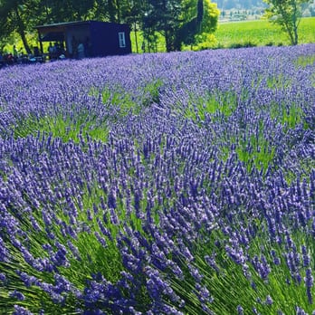 Purple Haze Lavender Farm - Lavender at Purple Haze Lavender Farm - Flowers & Gifts Near Me - Sequim, Washington Purple Haze Lavender Farm - Lavender at Purple Haze Lavender Farm - Flowers & Gifts Near Me - Sequim, Washington