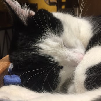 Seattle Meowtropolitan - Sleeping kitty - Themed Cafes Near Me - Seattle, Washington Seattle Meowtropolitan - Sleeping kitty - Themed Cafes Near Me - Seattle, Washington
