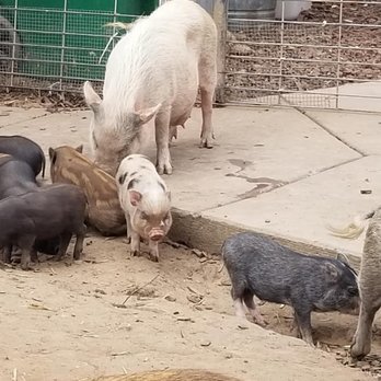 SoCalMiniPigs - Pet Breeders Near Me - Valley Center, California