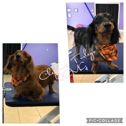 Awesome Dog Grooming - Awesome Dog Grooming in Daleville, Alabama. Grooming by National Certified Master Groomer, Cheyenne Turley.